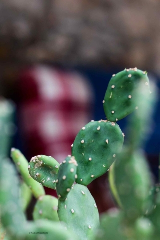 cactus3